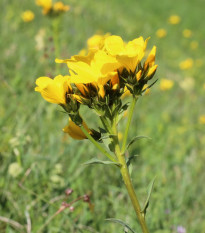 Len hlavatý - Linum capitatum - prodej semen - 100 ks