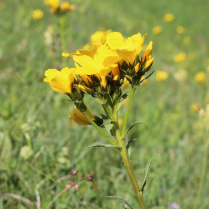 Len hlavatý - Linum capitatum - prodej semen - 100 ks