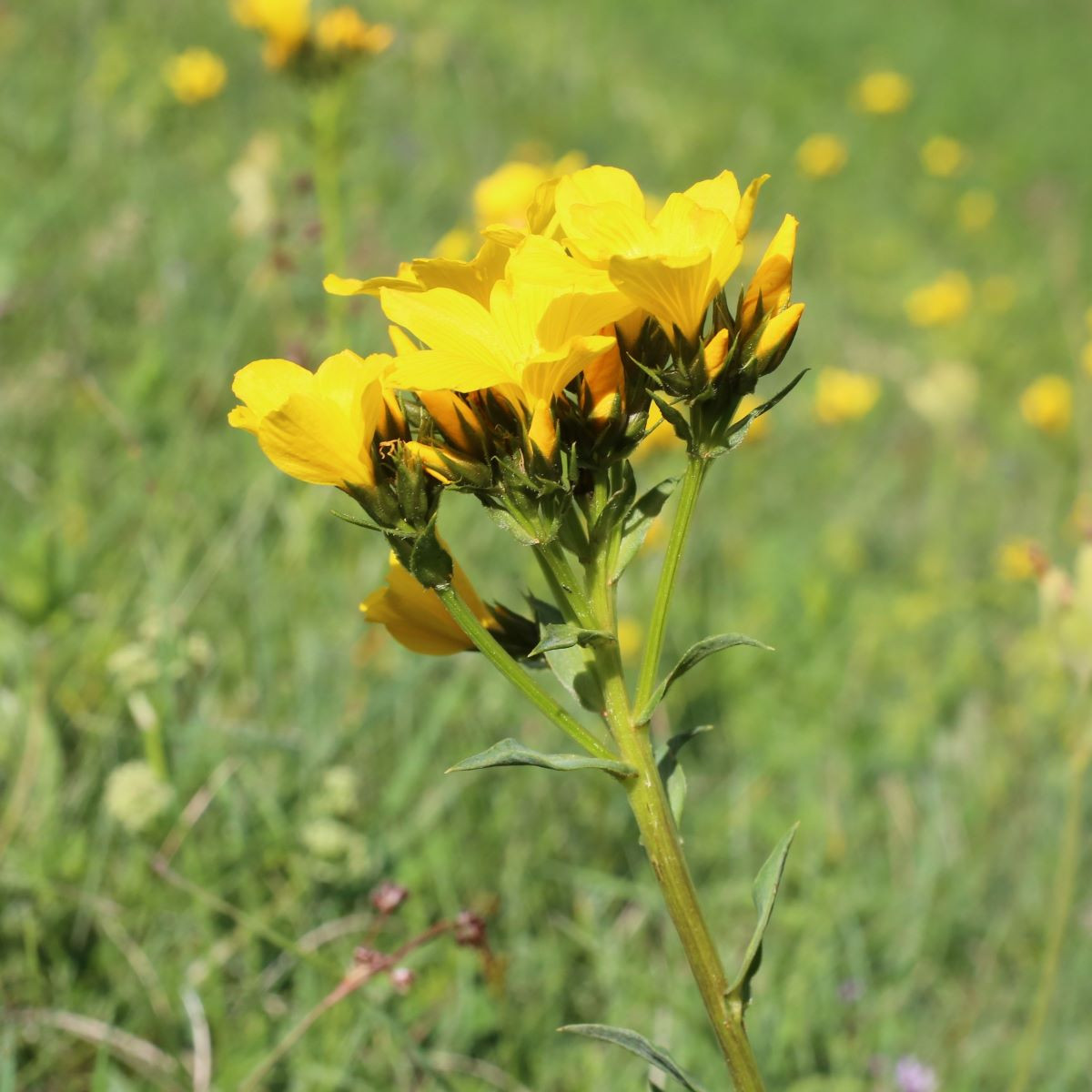 Len hlavatý - Linum capitatum - prodej semen - 100 ks