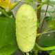 Okurka polní White Wonder - Cucumis sativus - prodej semen - 5 ks