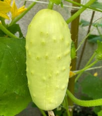 Okurka polní White Wonder - Cucumis sativus - prodej semen - 5 ks