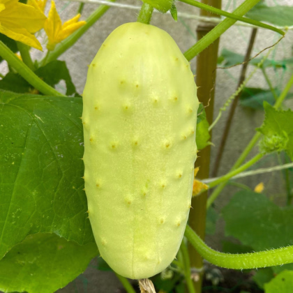 Okurka polní White Wonder - Cucumis sativus - prodej semen - 5 ks