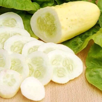 Okurka polní White Wonder - Cucumis sativus - prodej semen - 5 ks