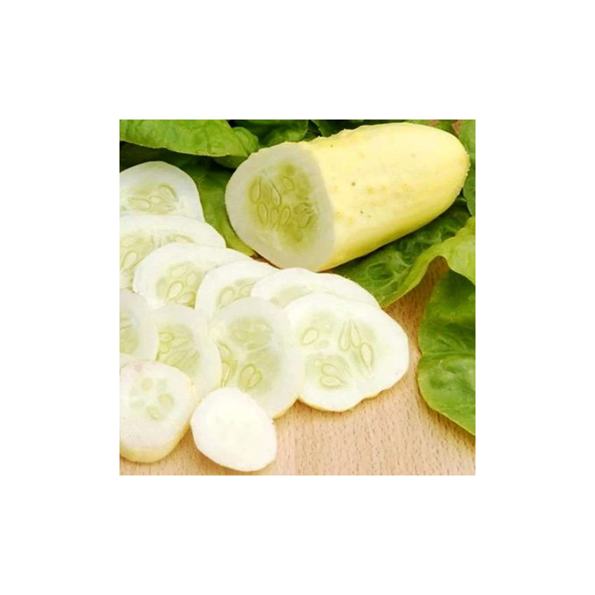 Okurka polní White Wonder - Cucumis sativus - prodej semen - 5 ks