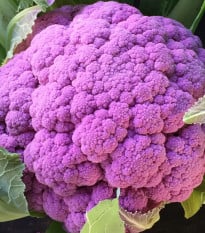 Květák Purpurina F1 - Brassica oleracea - prodej semen - 10 ks