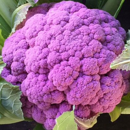 Květák Purpurina F1 - Brassica oleracea - prodej semen - 10 ks