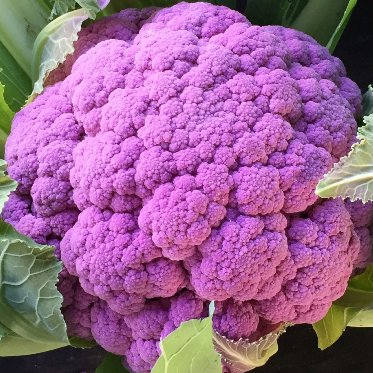 Květák Purpurina F1 - Brassica oleracea - prodej semen - 10 ks