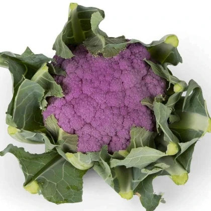 Květák Purpurina F1 - Brassica oleracea - prodej semen - 10 ks