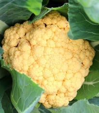 Květák Lisboa F1 - Brassica oleracea - prodej semen - 10 ks