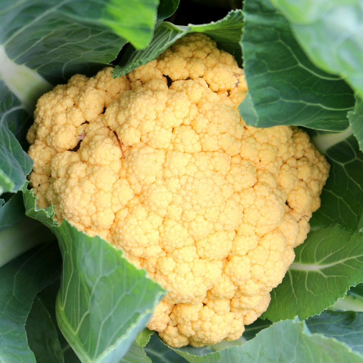 Květák Lisboa F1 - Brassica oleracea - prodej semen - 10 ks