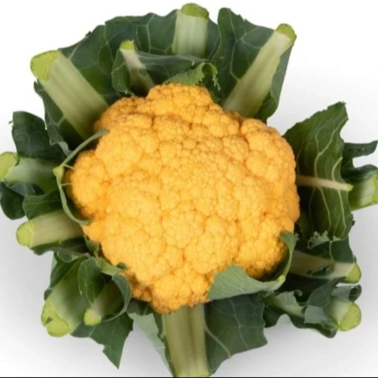 Květák Lisboa F1 - Brassica oleracea - prodej semen - 10 ks