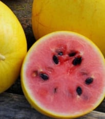 Meloun Golden Midget - Cucumis melo - prodej semen - 6 ks