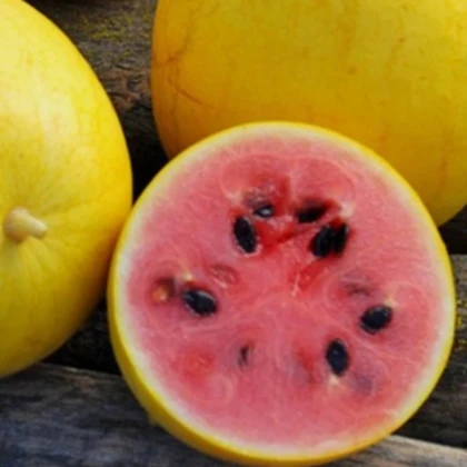 Meloun Golden Midget - Cucumis melo - prodej semen - 6 ks