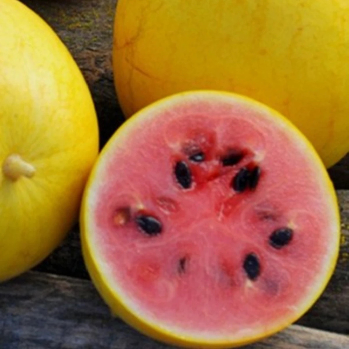 Meloun Golden Midget - Cucumis melo - prodej semen - 6 ks