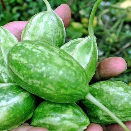 Okurka Liso Calcuta - Cucumis anguria - prodej semen - 12 ks