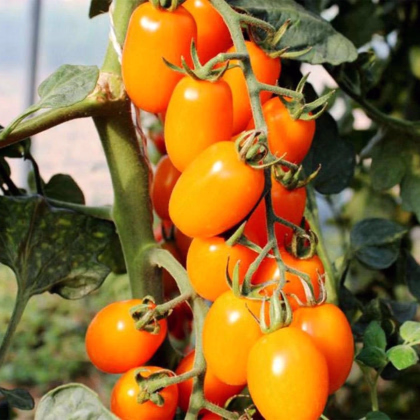 Rajče tyčkové Dattorange F1 - Solanum lycopersicum - prodej semen - 6 ks