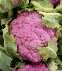 Květák Di Sicilia Violetto - Brassica oleracea - prodej semen - 30 ks