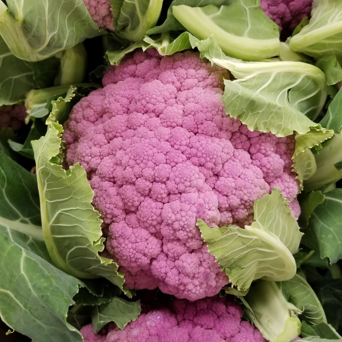 Květák Di Sicilia Violetto - Brassica oleracea - prodej semen - 30 ks