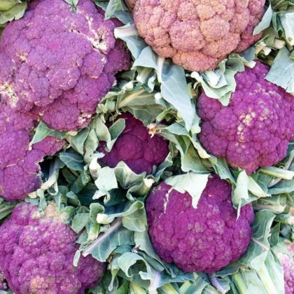 Květák Di Sicilia Violetto - Brassica oleracea - prodej semen - 30 ks