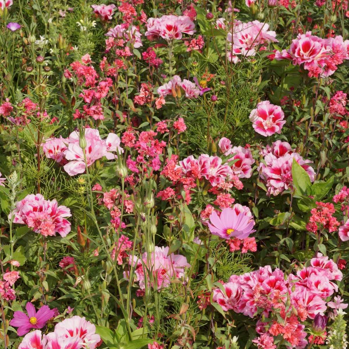 Lednická radost - letničková směs - prodej semen - 20 g