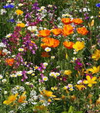 Plzeňská květnice - letničková směs - prodej semen - 20 g