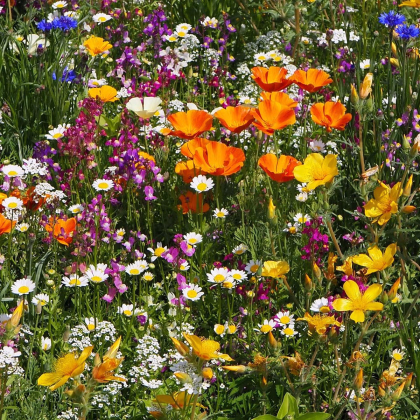Plzeňská květnice - letničková směs - prodej semen - 20 g