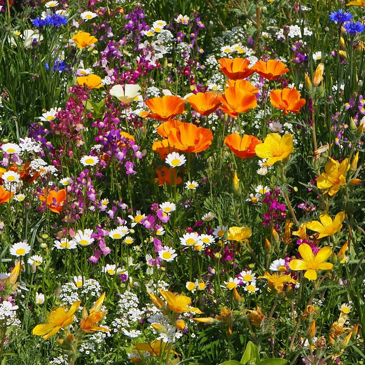 Plzeňská květnice - letničková směs - prodej semen - 20 g