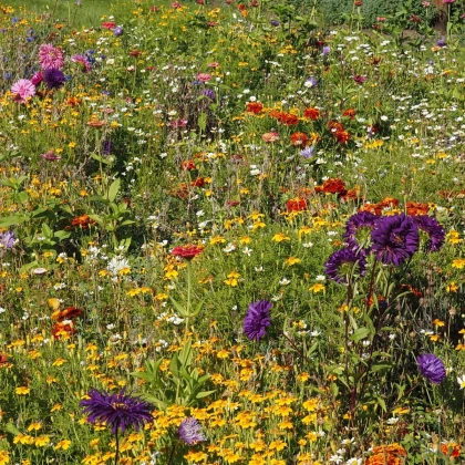 Plzeňská květnice - letničková směs - prodej semen - 20 g