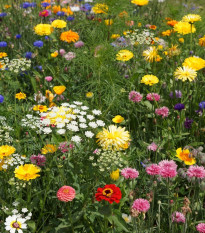 Economy - letničková směs - prodej semen - 20 g