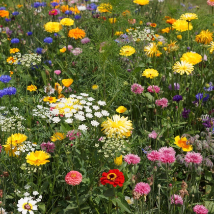 Economy - letničková směs - prodej semen - 20 g