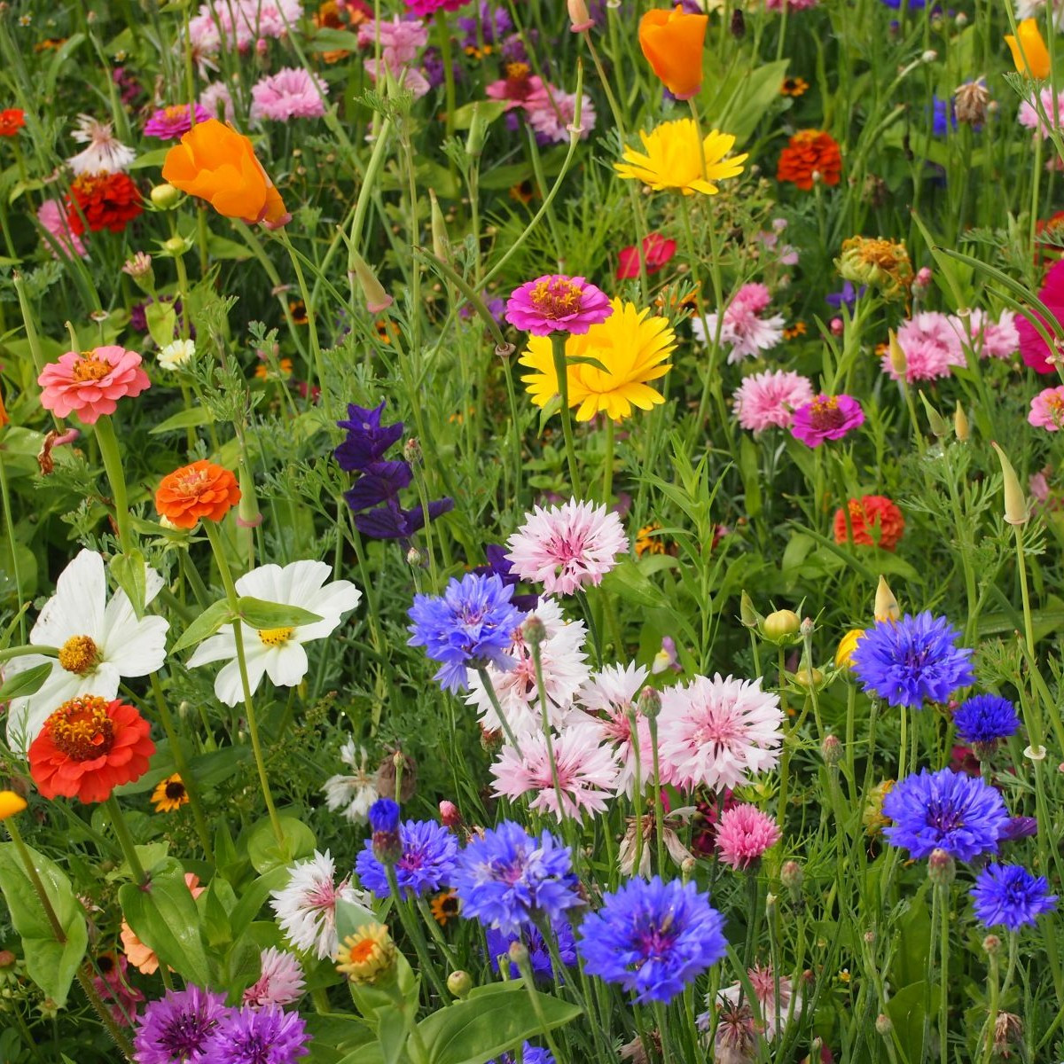Strakonická louka - letničková směs - prodej semen - 20 g