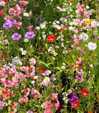 Strakonická louka - letničková směs - prodej semen - 20 g