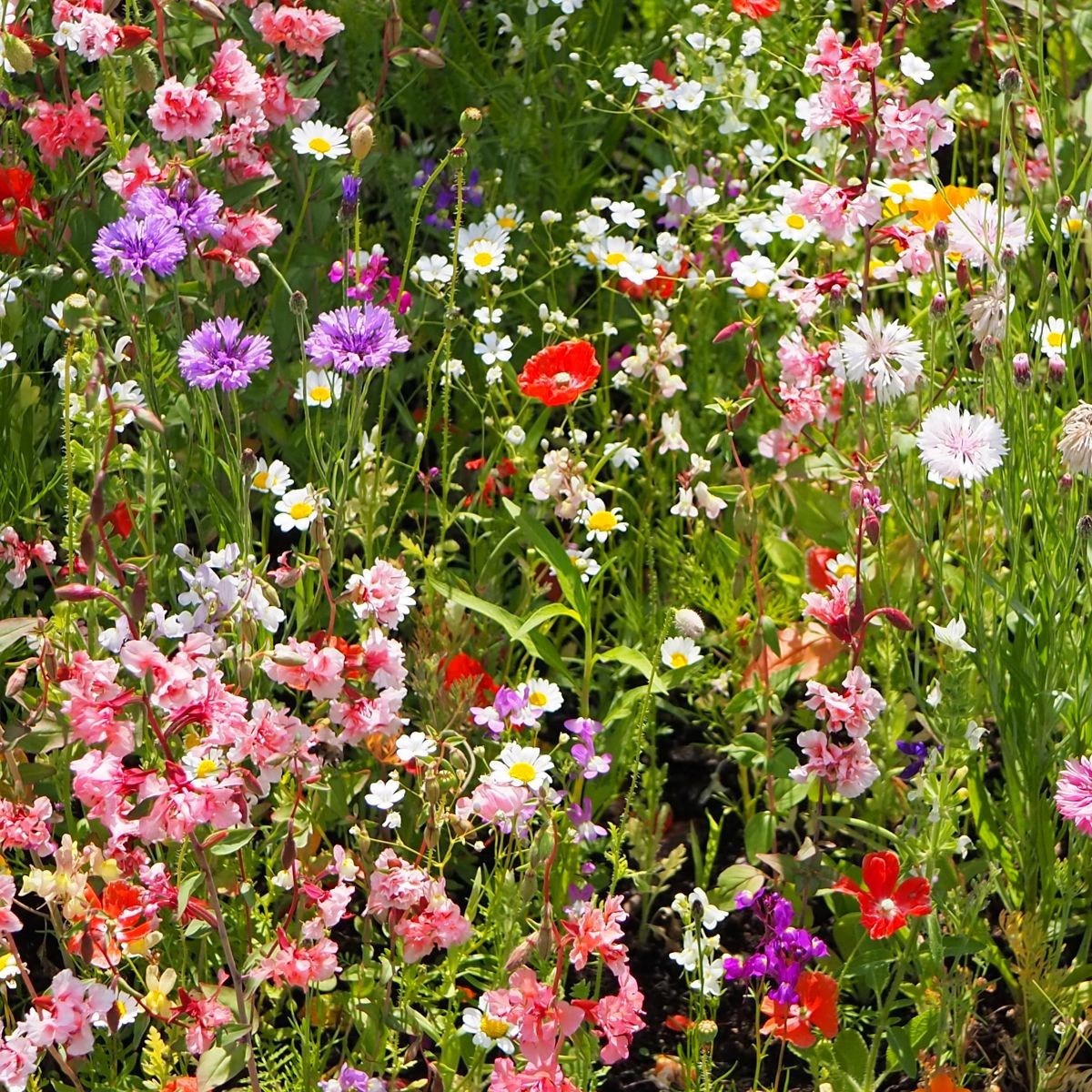 Strakonická louka - letničková směs - prodej semen - 20 g