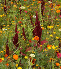 Ohnivý paprsek - letničková směs - prodej semen - 20 g
