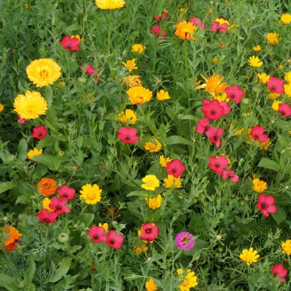 Červánková louka - letničková směs - prodej semen - 20 g