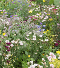 Jedlá louka - letničková směs - prodej semen - 20 g