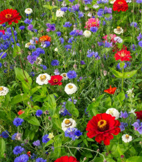 Trikolóra - letničková směs - prodej semen - 20 g