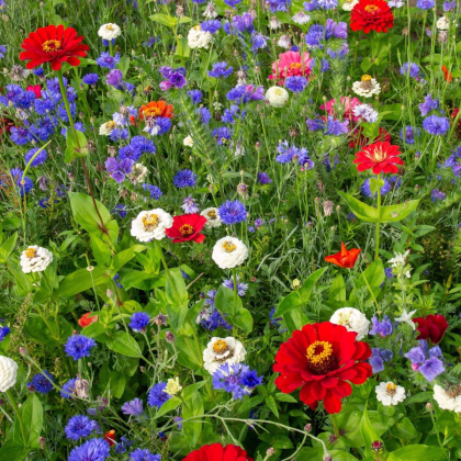 Trikolóra - letničková směs - prodej semen - 20 g