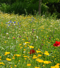 Trvalková směs - prodej semen - 40 g
