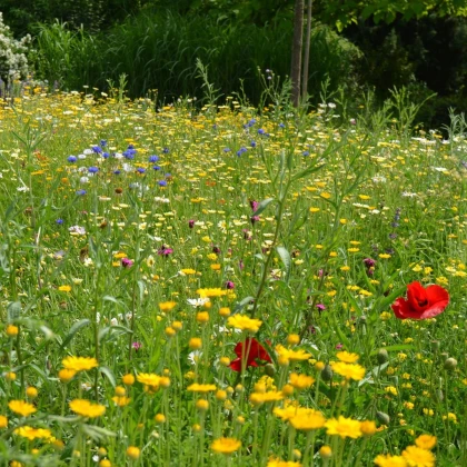 Trvalková směs - prodej semen - 40 g