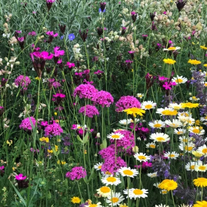 Trvalková směs - prodej semen - 40 g