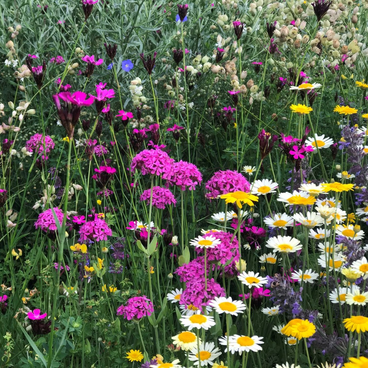 Trvalková směs - prodej semen - 40 g