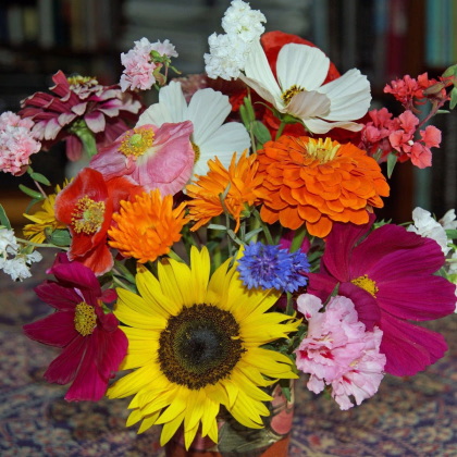 Pestrá kytice - letničková směs - prodej semen - 20 g