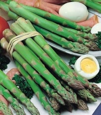 Chřest Gijnlim - Asparagus officinalis - prodej prostokořenných sazenic - 1 ks