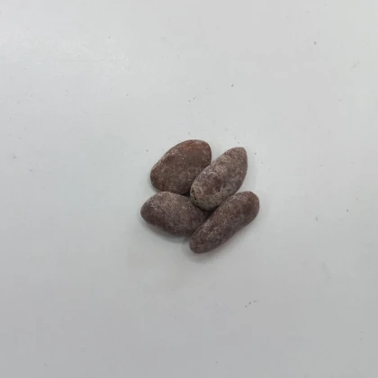 Indiánský banán Paw Paw – Asimina triloba – prodej semen