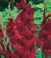 Gladiol Oscar - Gladiolus - prodej cibulovin - 3 ks