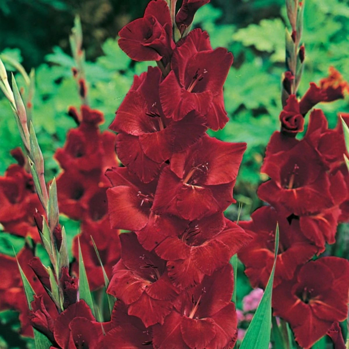 Gladiol Oscar - Gladiolus - prodej cibulovin - 3 ks