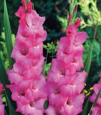 Gladiol Fidelio - Gladiolus - prodej cibulovin - 3 ks
