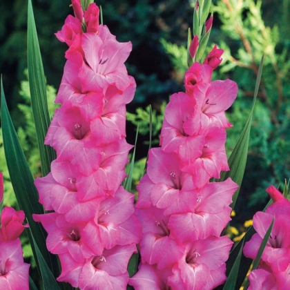 Gladiol Fidelio - Gladiolus - prodej cibulovin - 3 ks