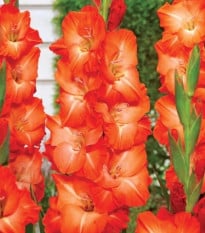 Gladiol Salmon Star - Gladiolus - prodej cibulovin - 3 ks